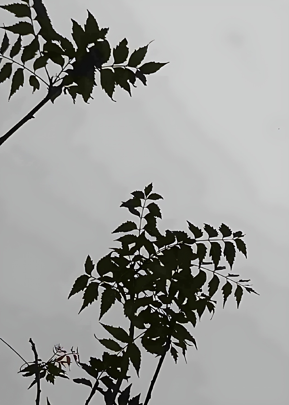 2722033