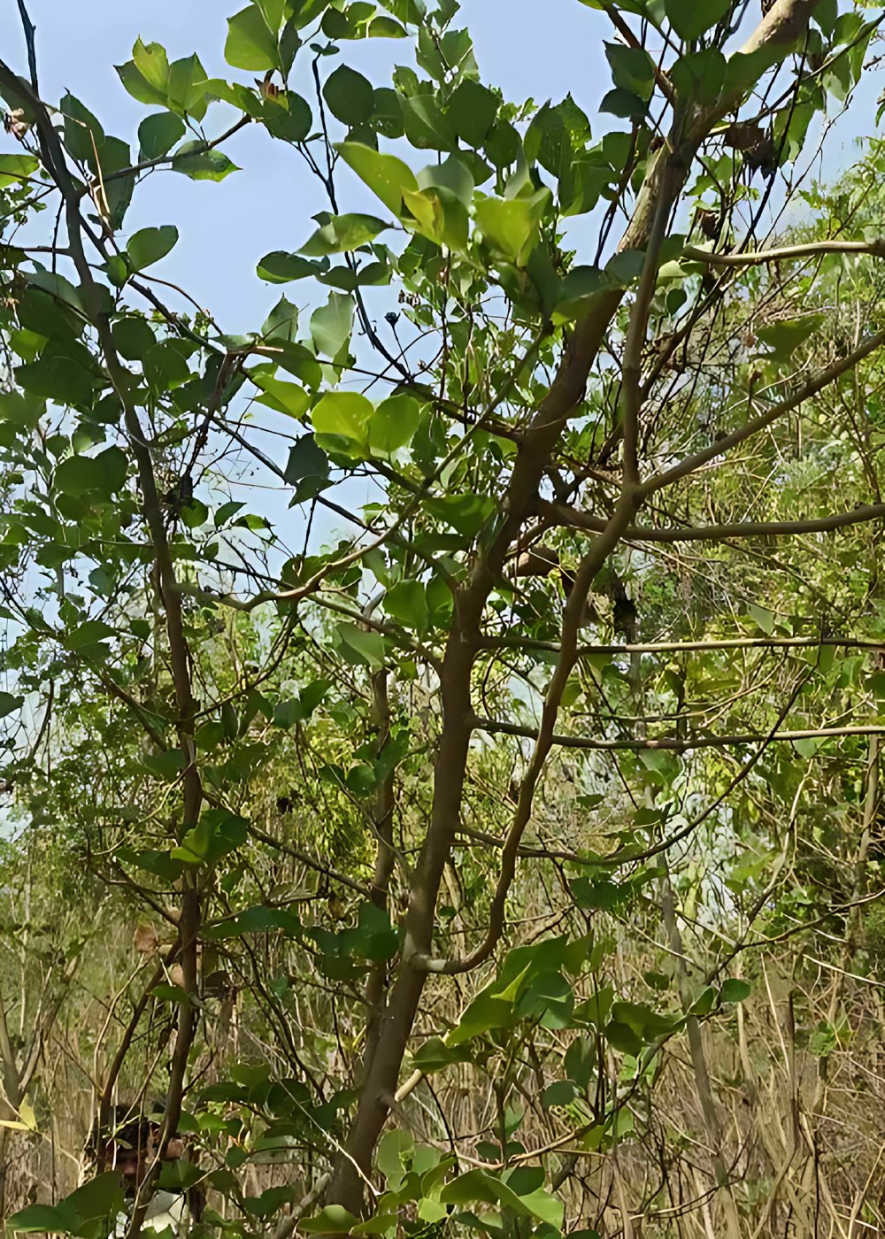 2874521