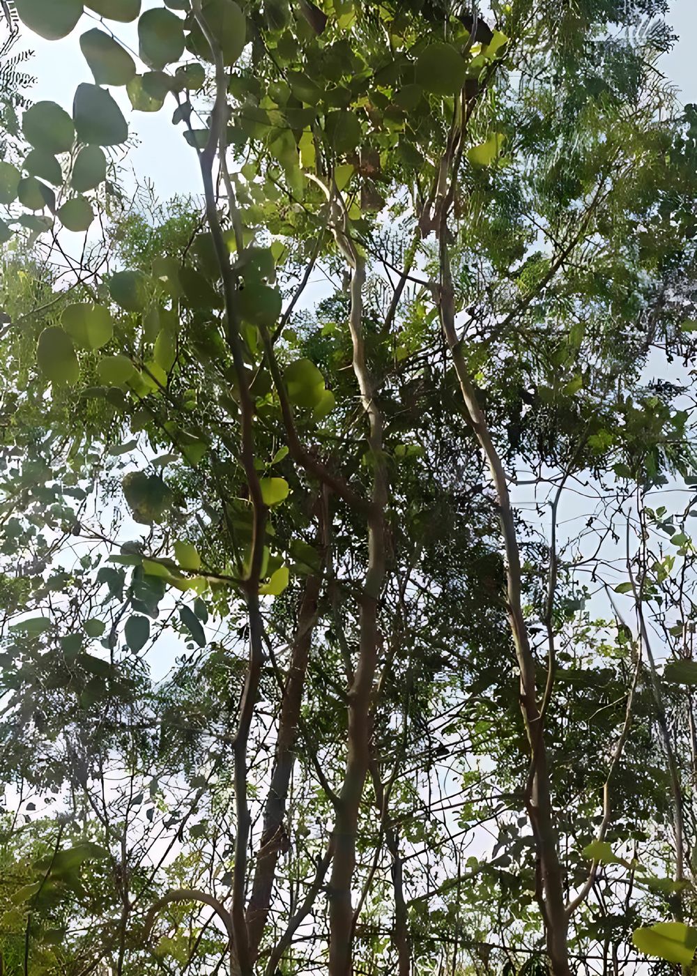 2874624