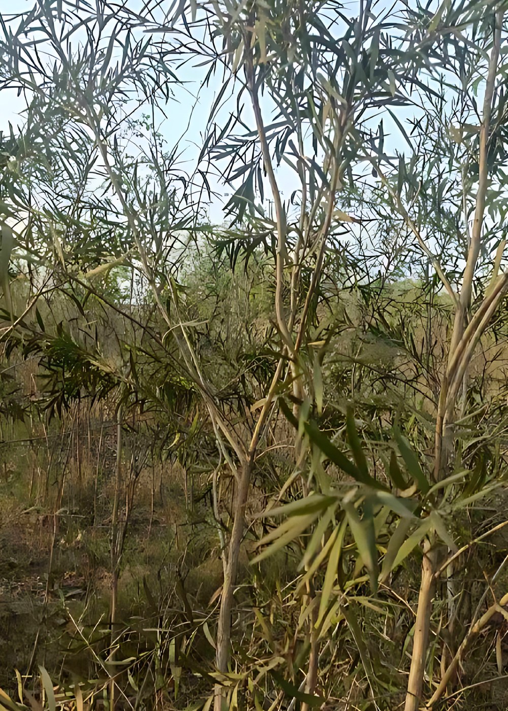 2874644