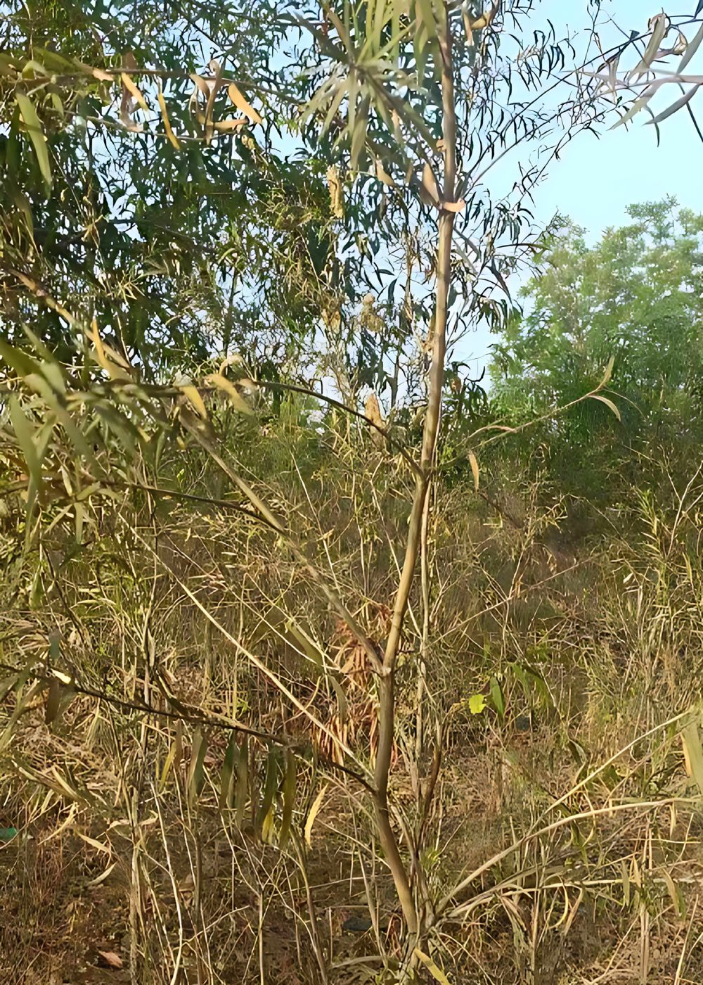 2874806