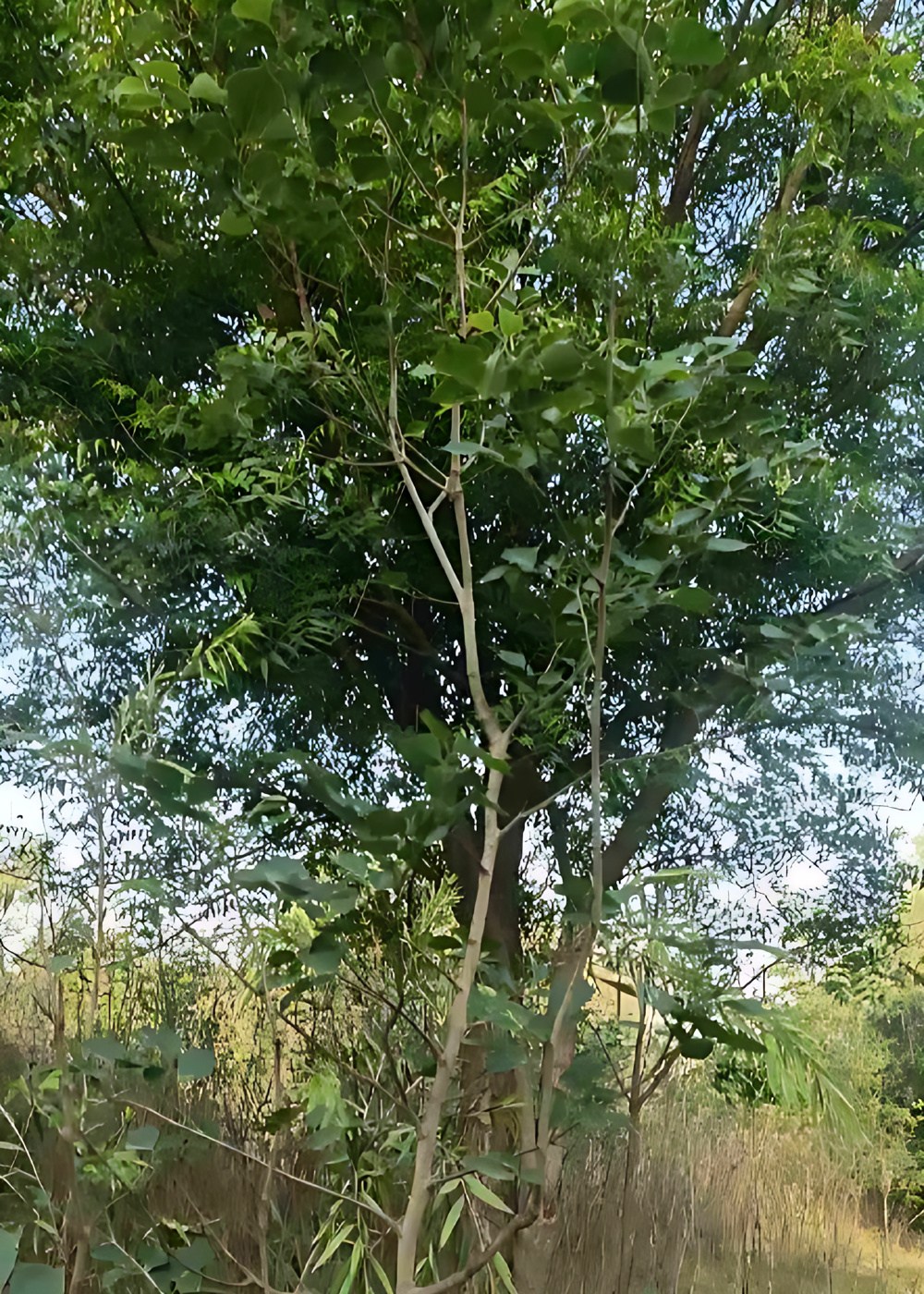2874866