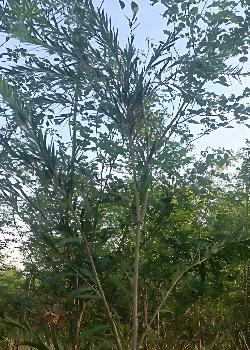 2874886