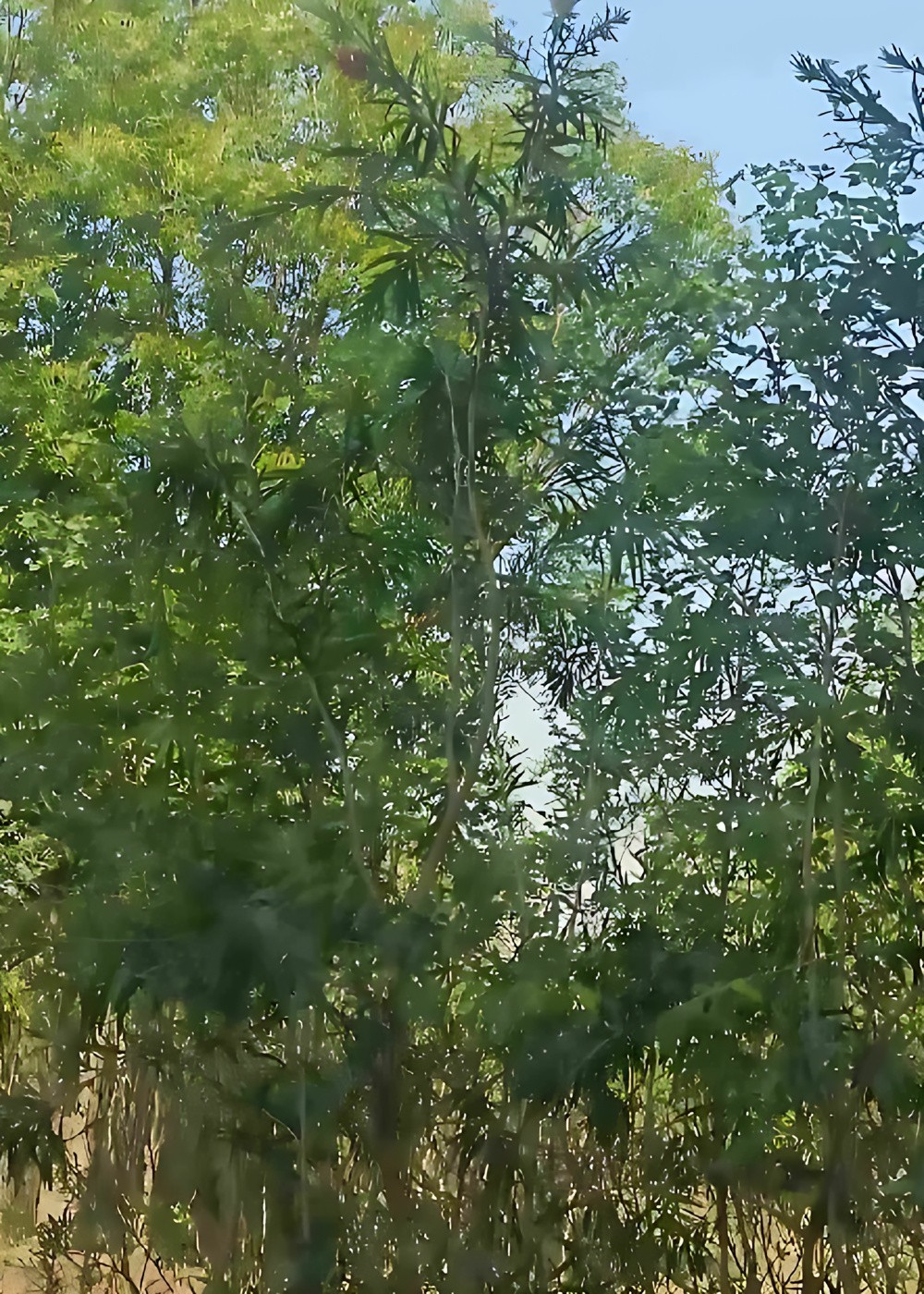 2875013