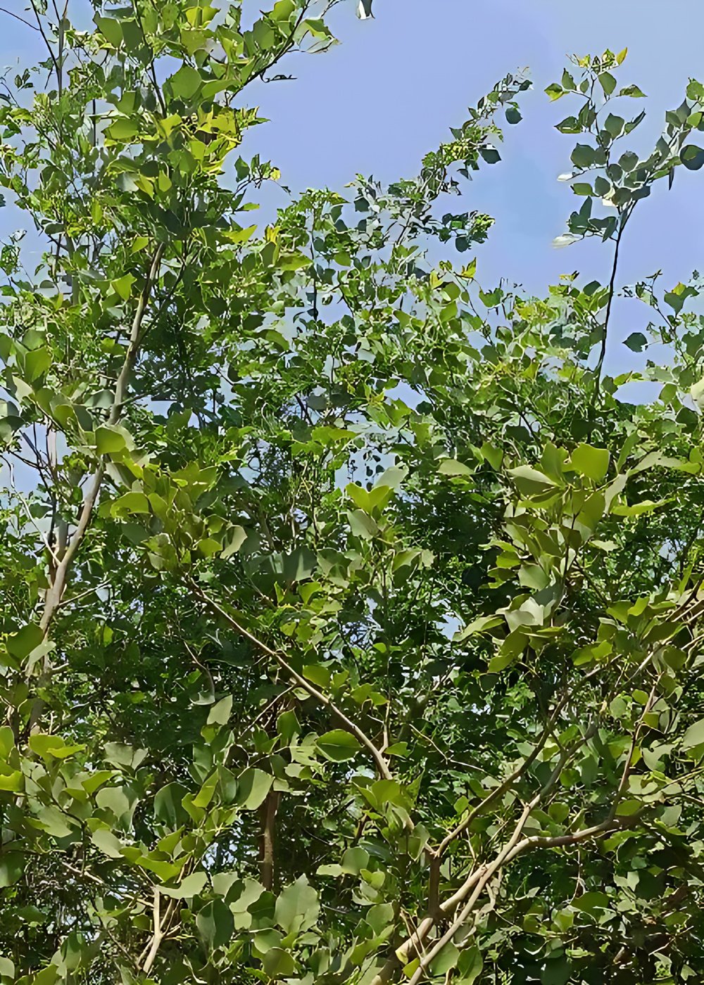 2875239