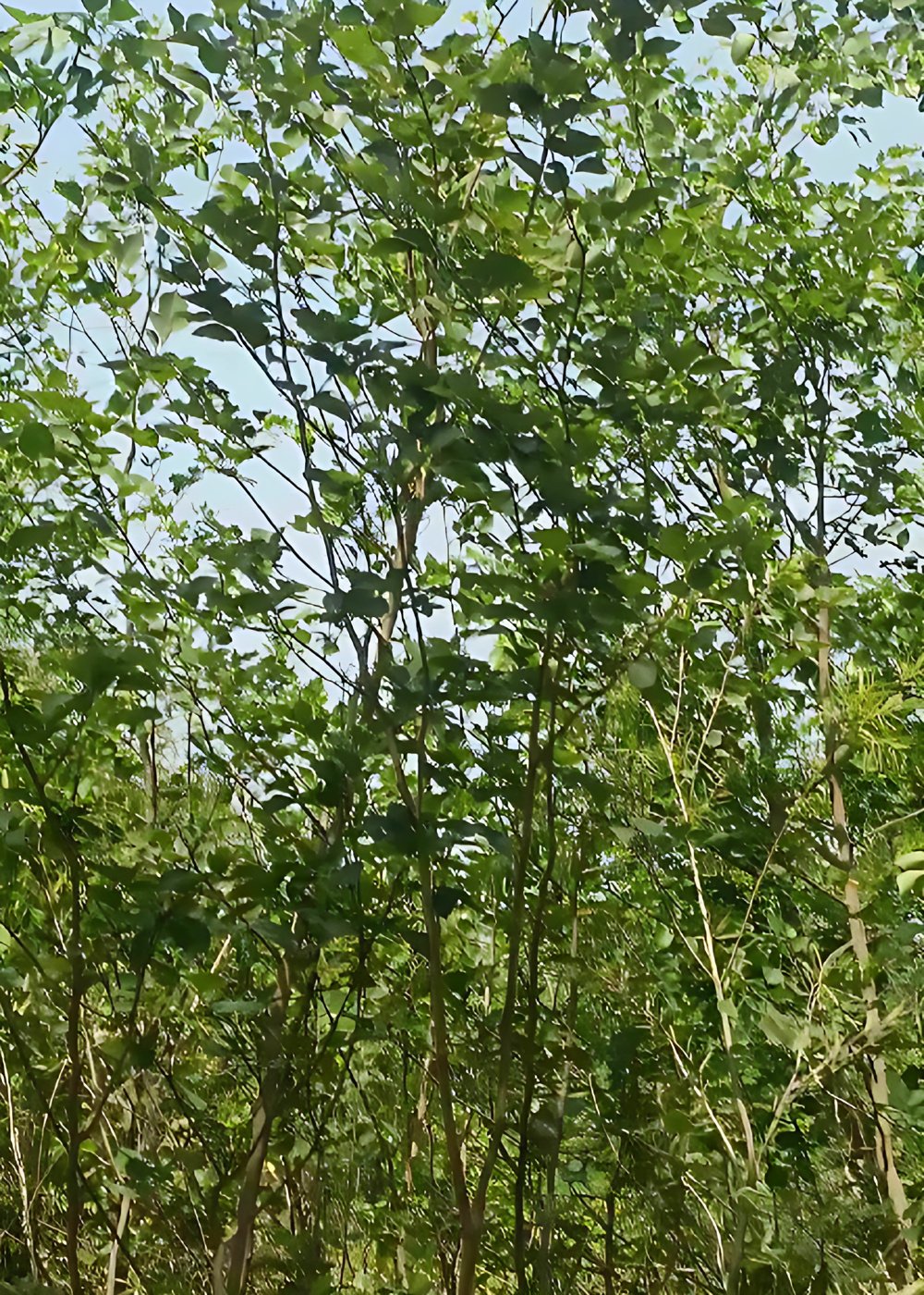 2875241