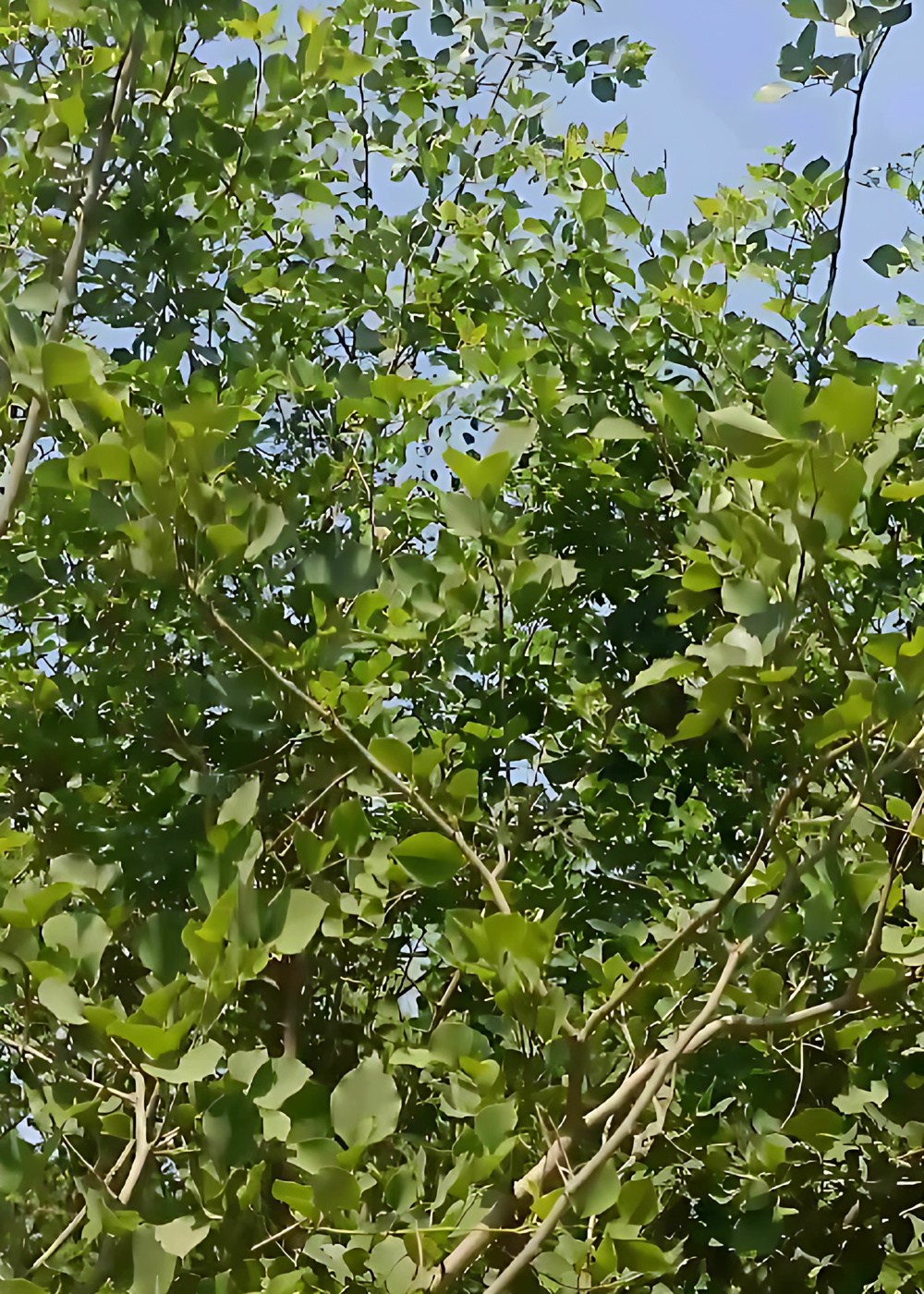2875242