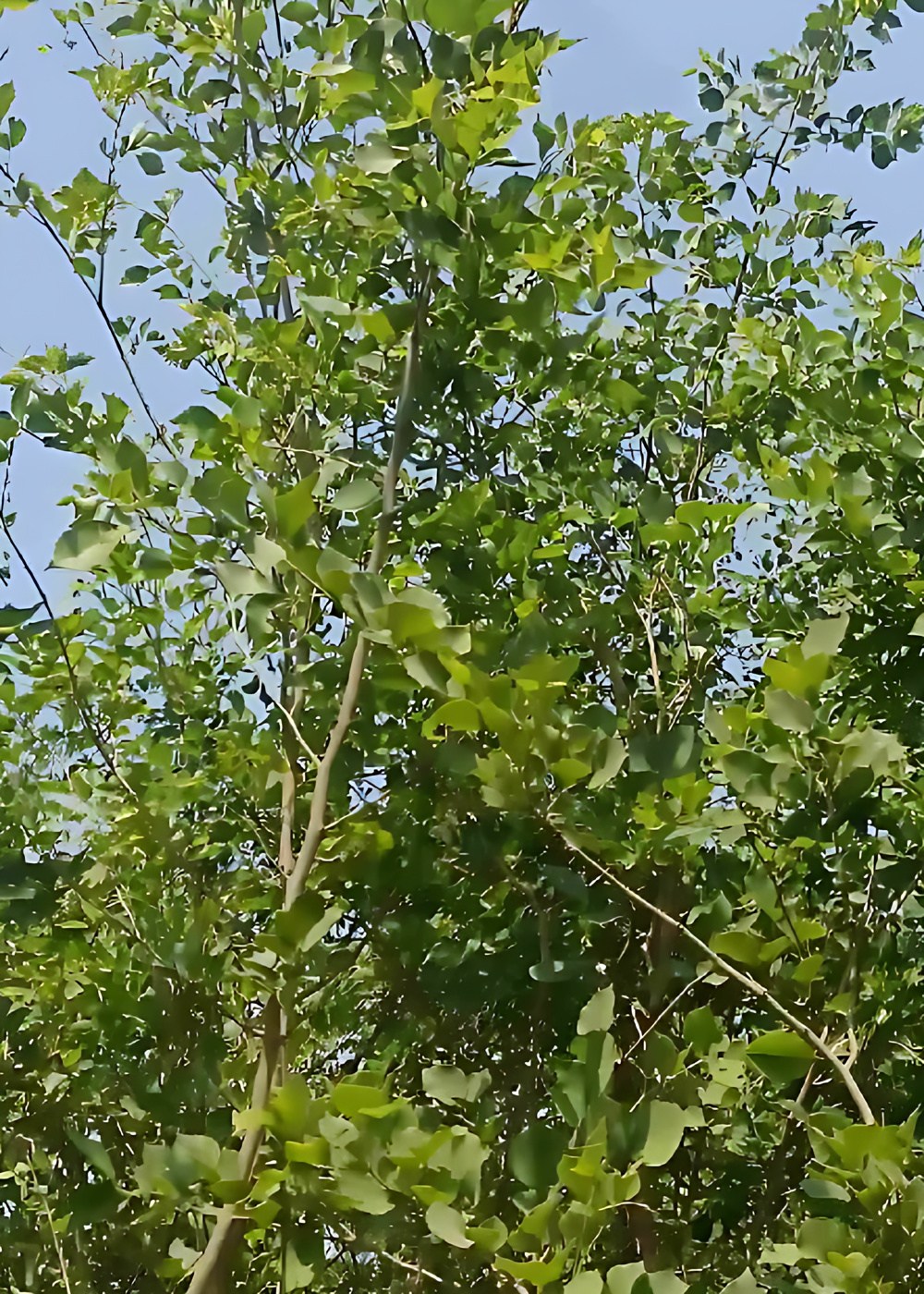 2875244