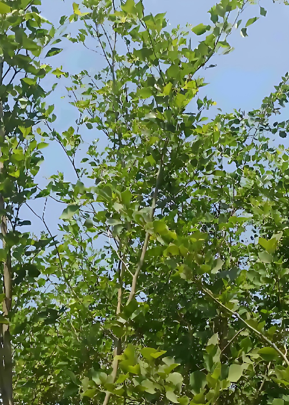 2875245