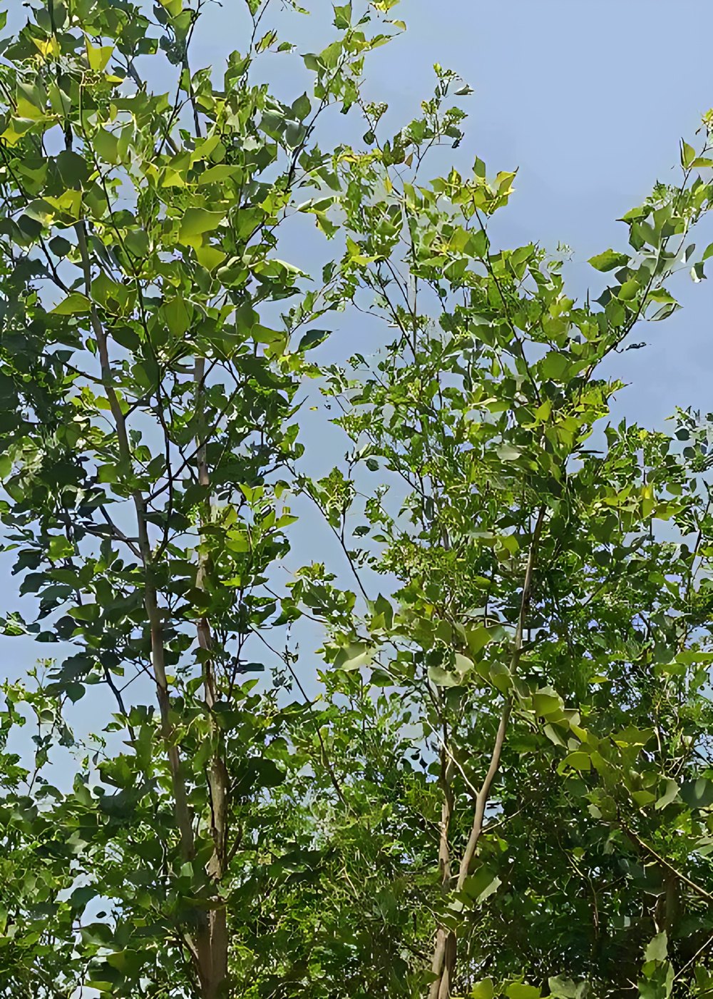 2875246