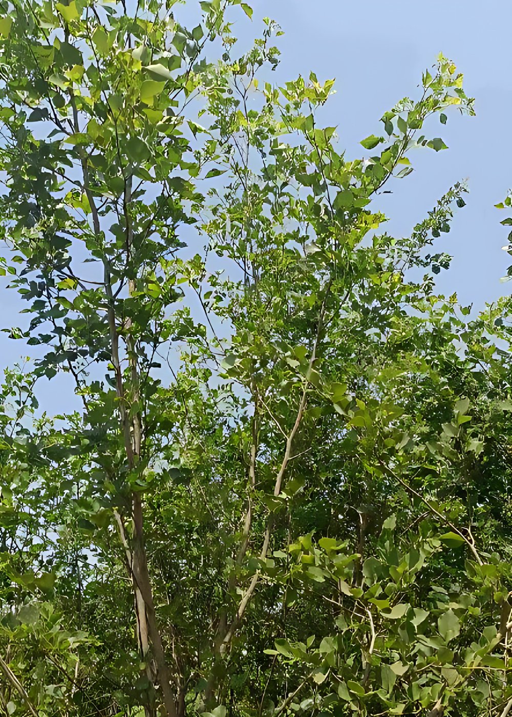 2875254