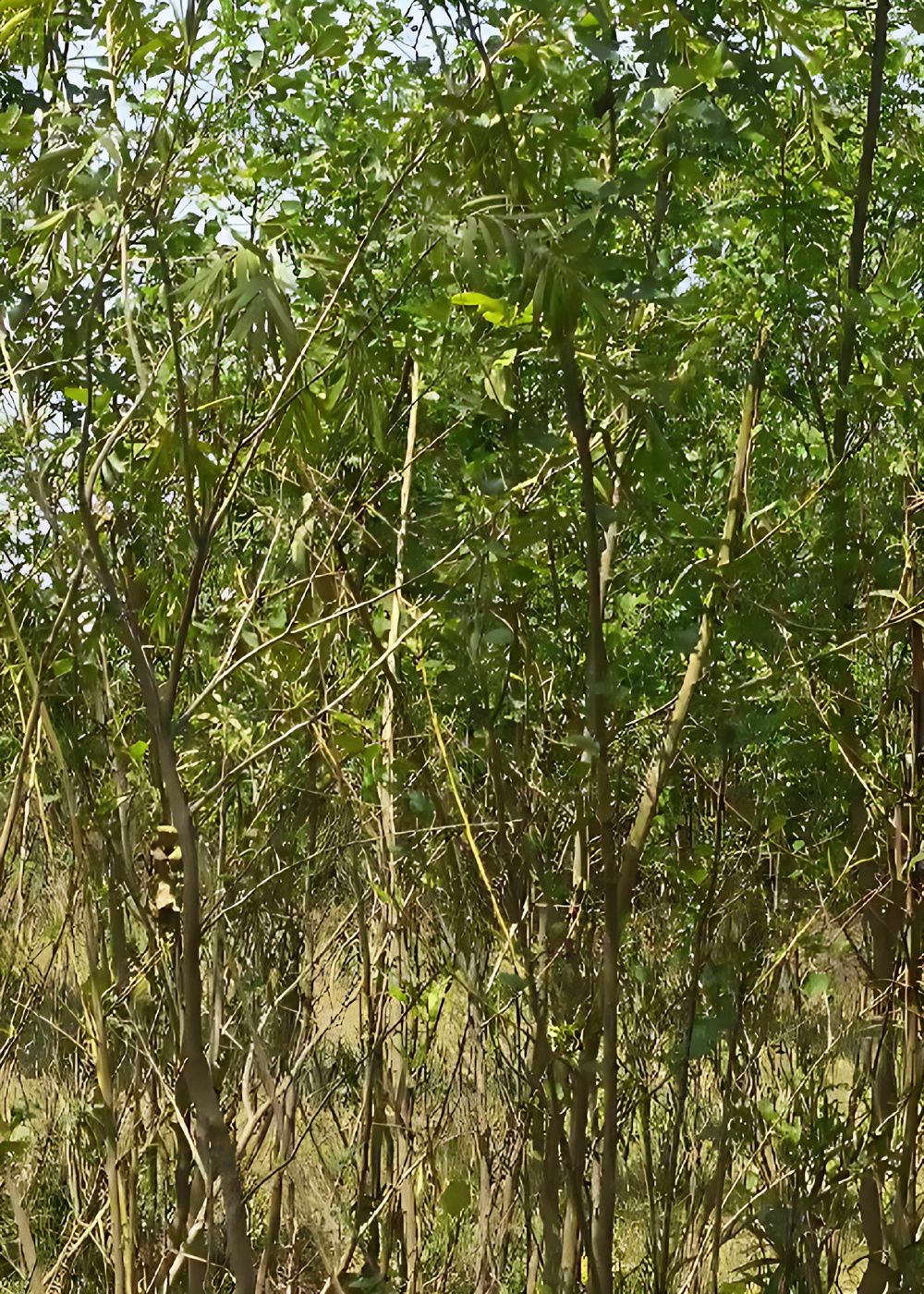 2875263