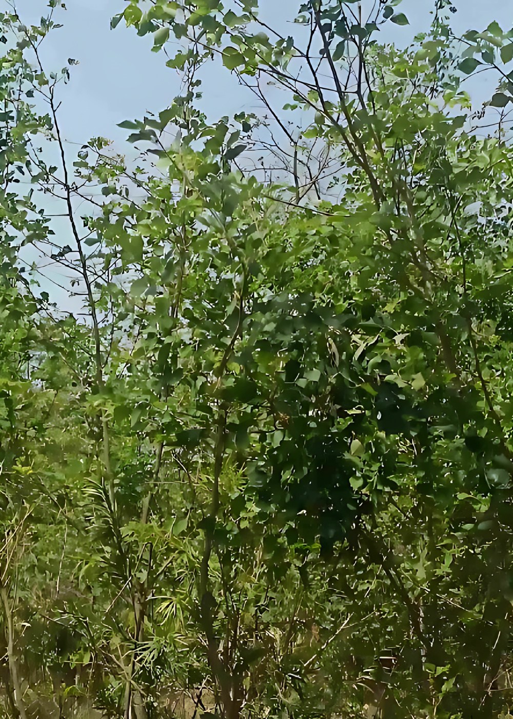 2875281