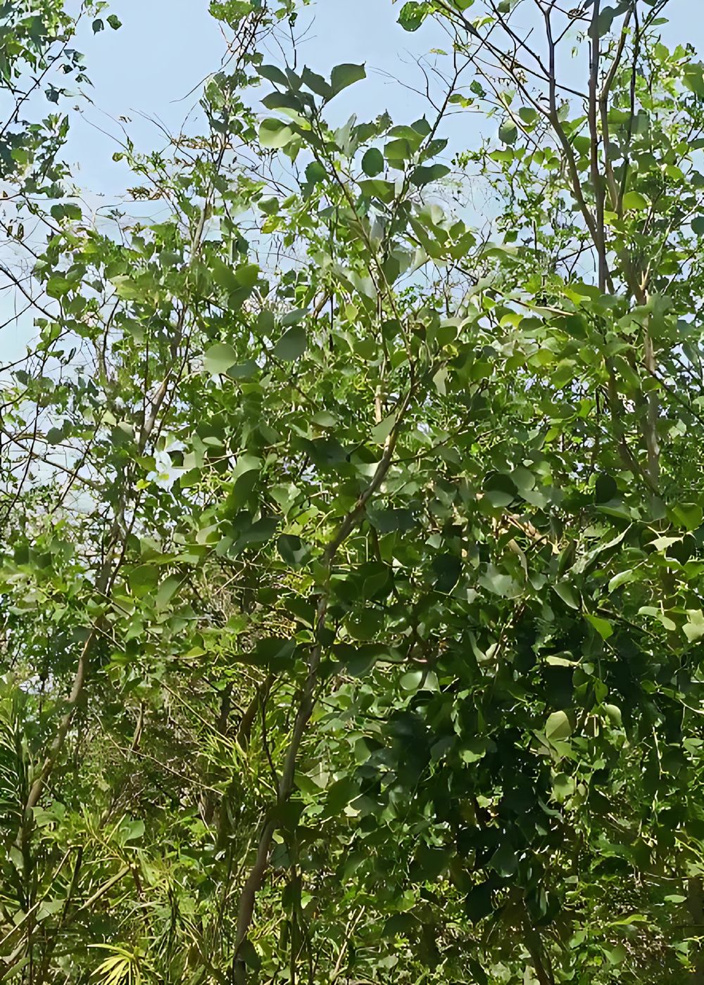 2875288