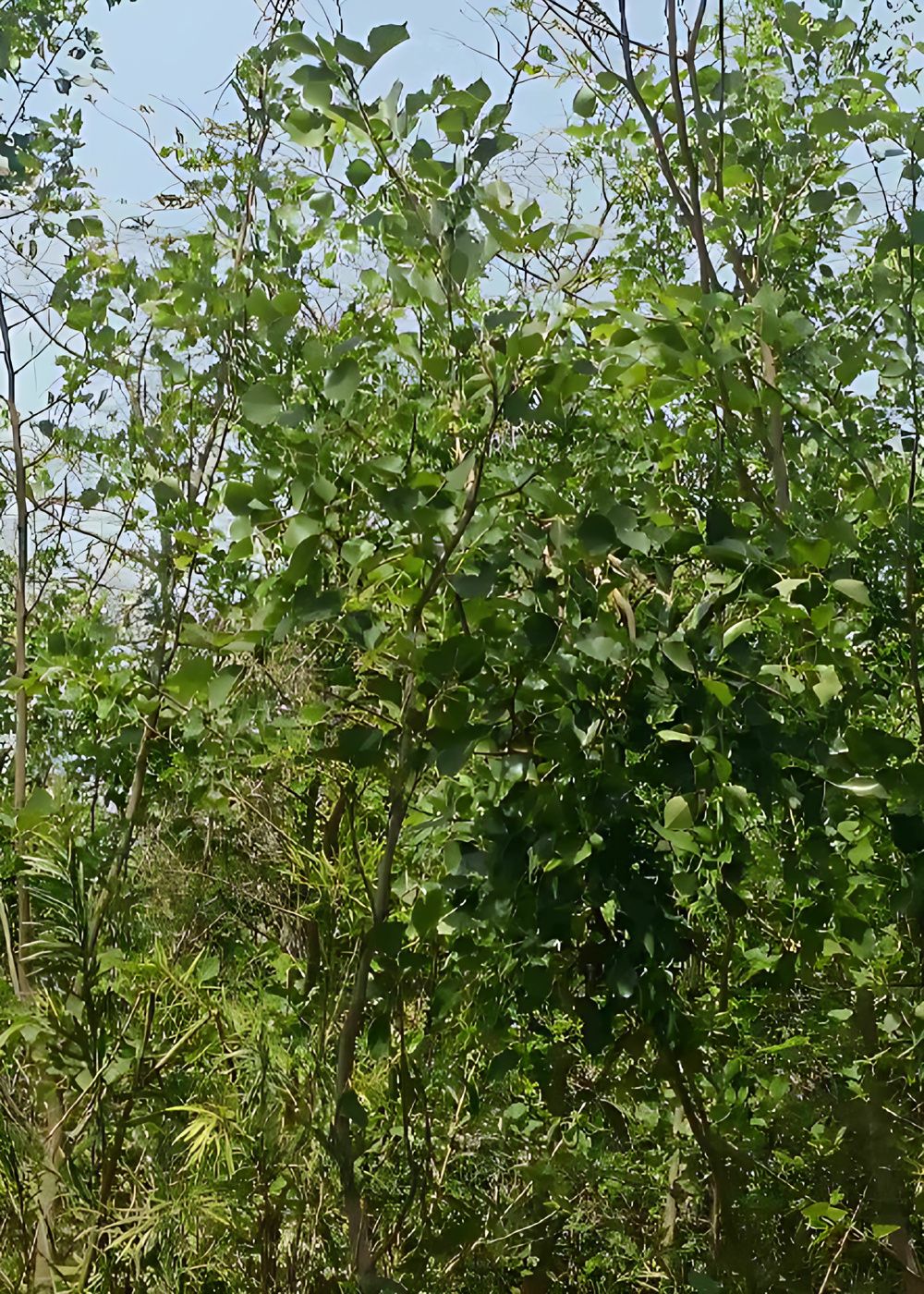 2875290