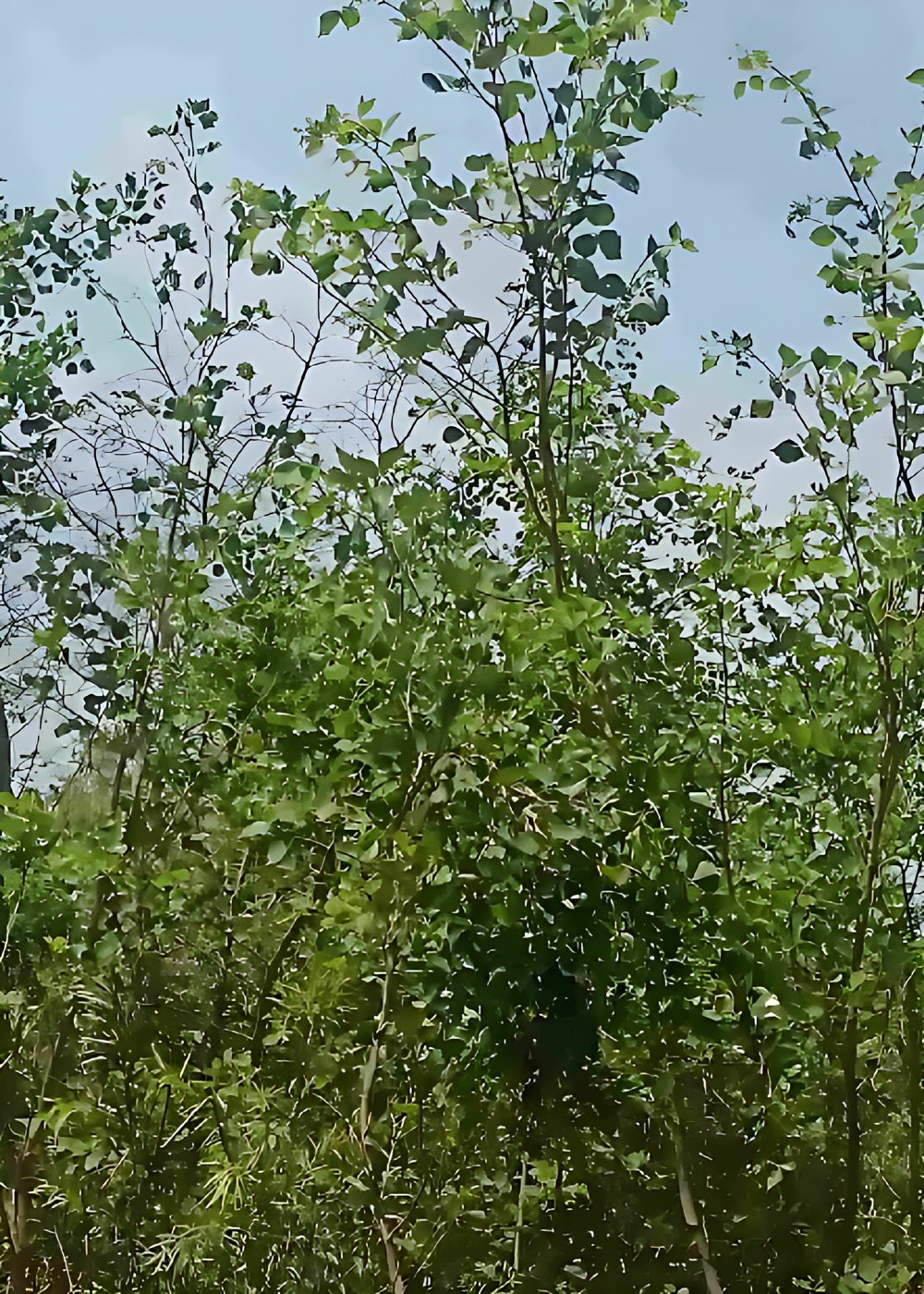 2875304
