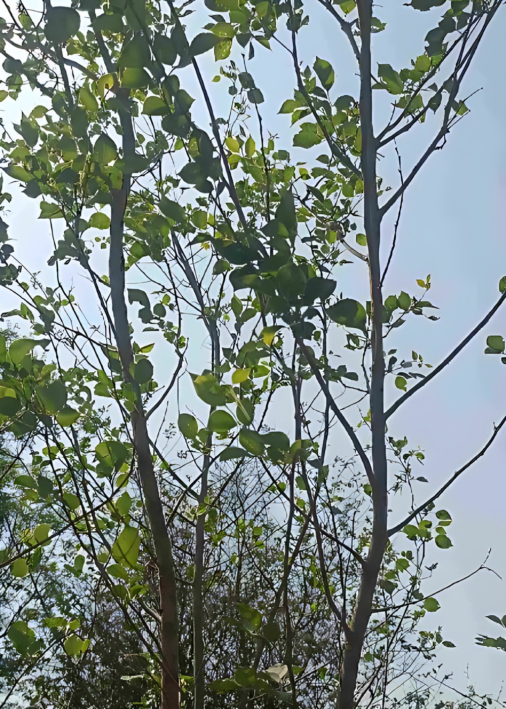 2875324