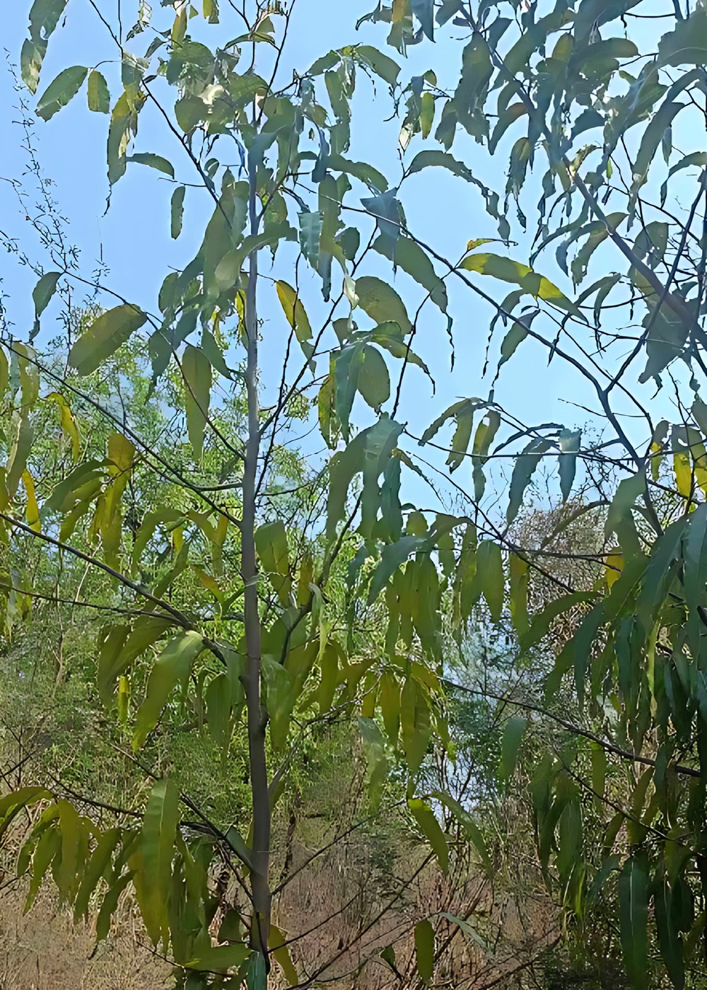2875339