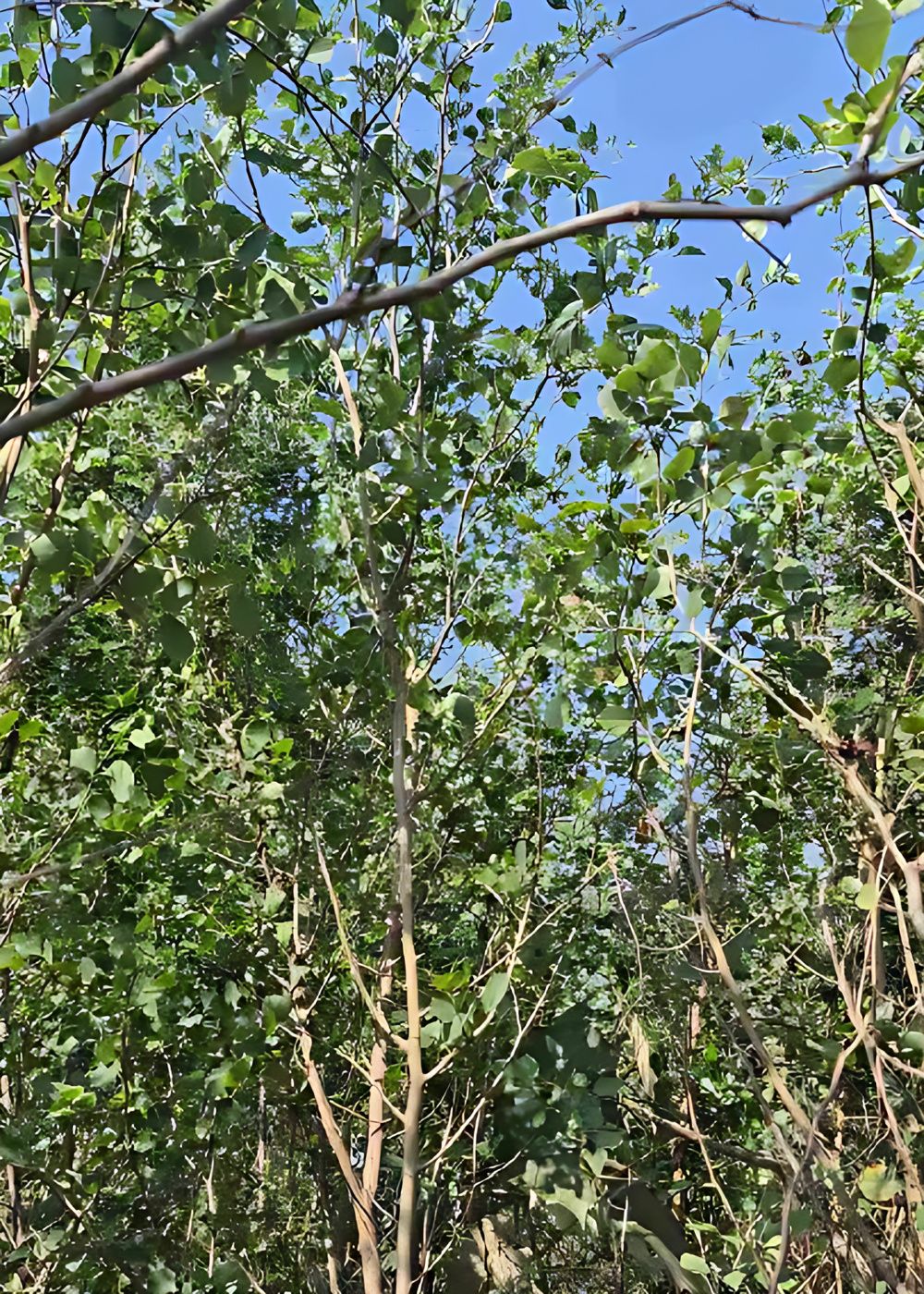 2909741