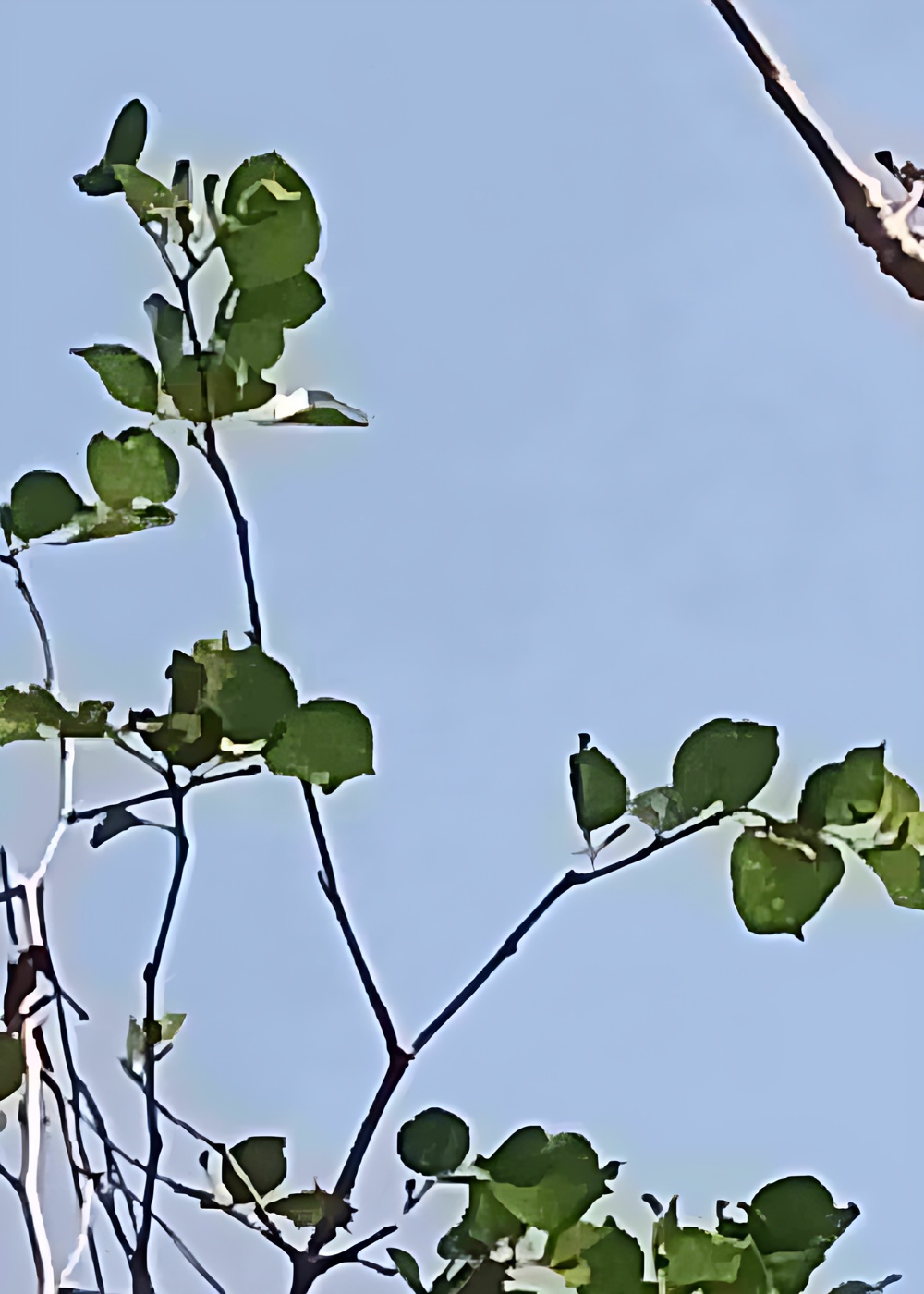 2909954