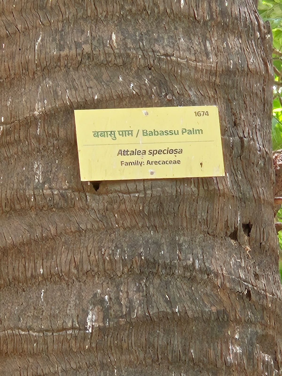 Tree image 1