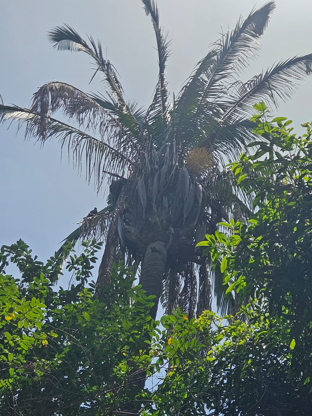 Tree image 2