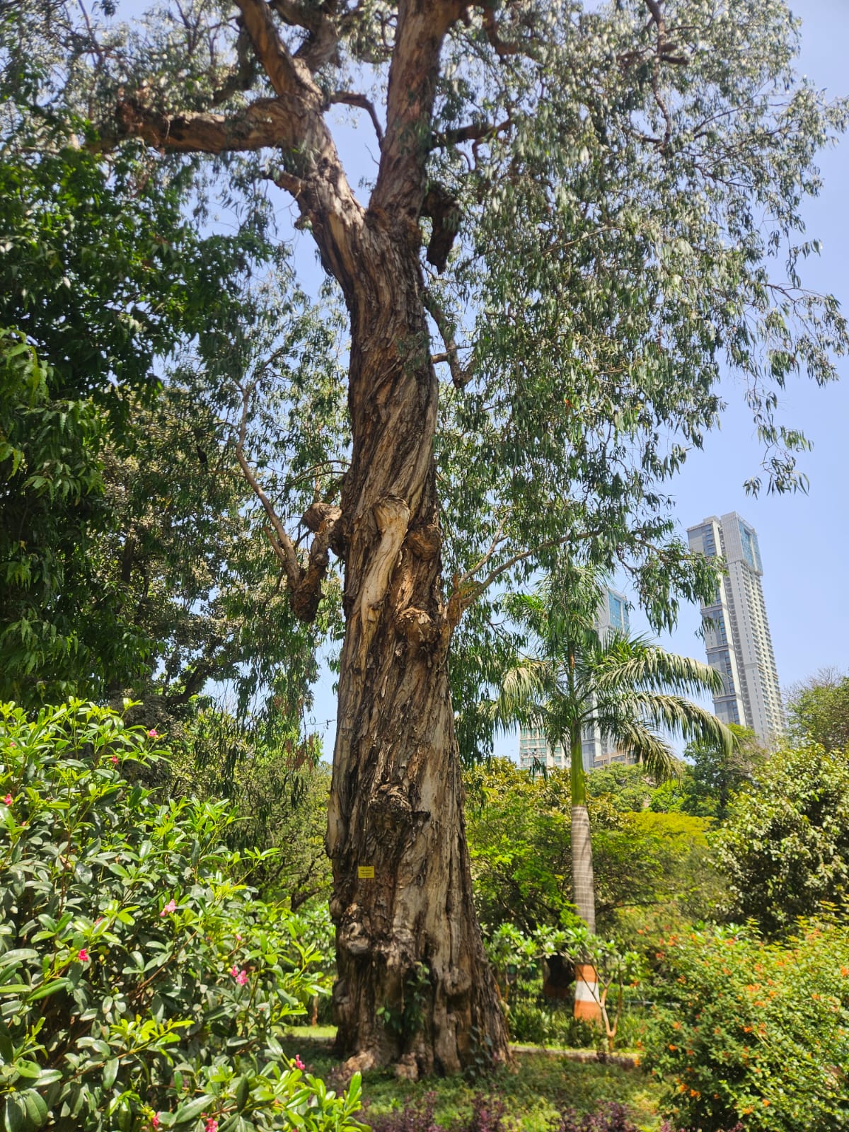 Tree image 1