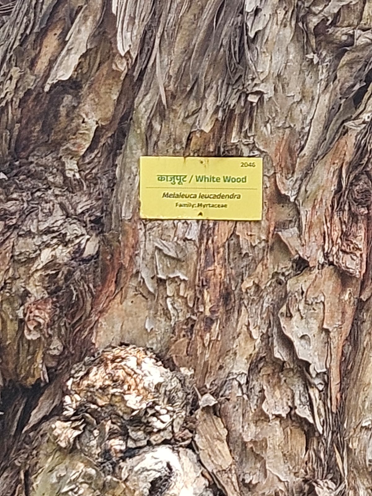 Tree image 2