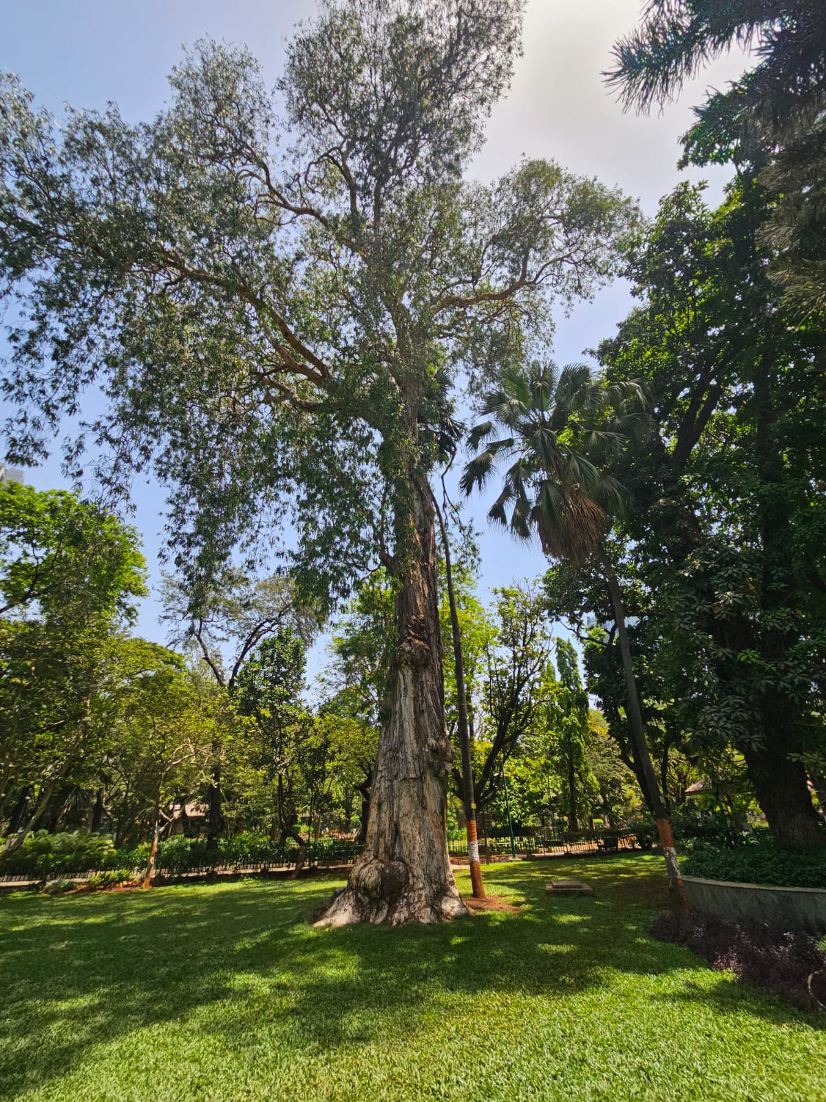 Tree image 1