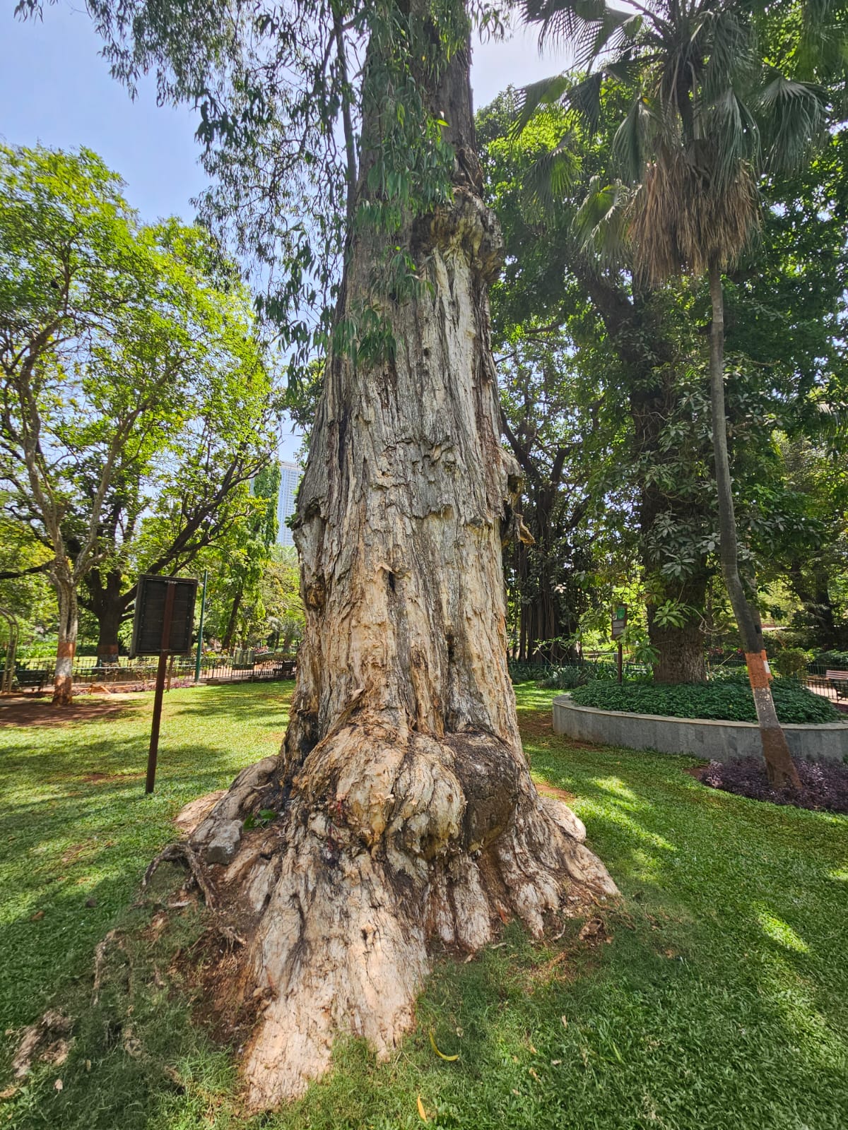 Tree image 2