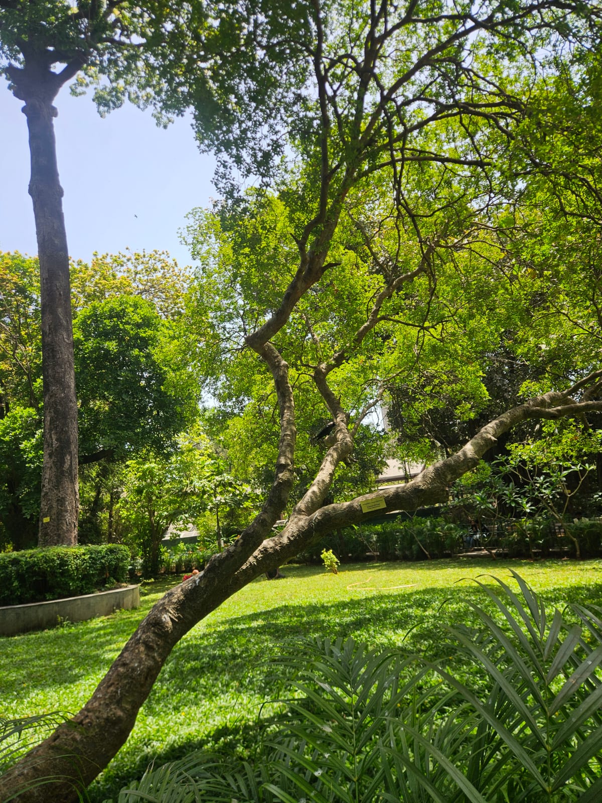 Tree image 1