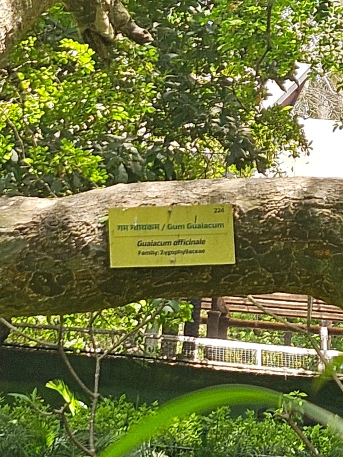 Tree image 2