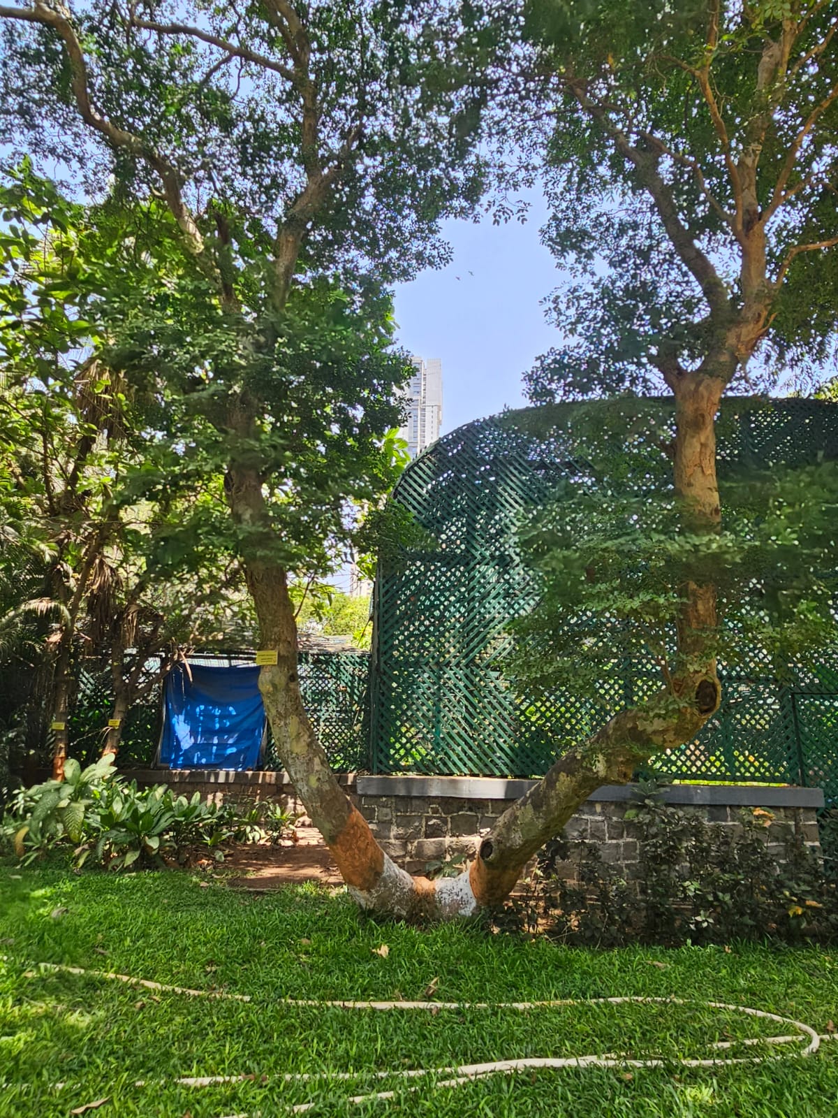 Tree image 1