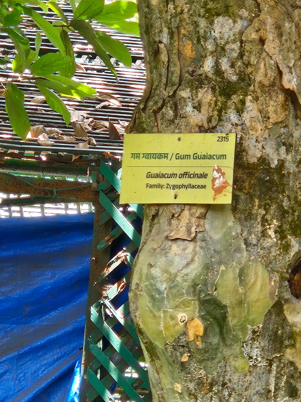 Tree image 2