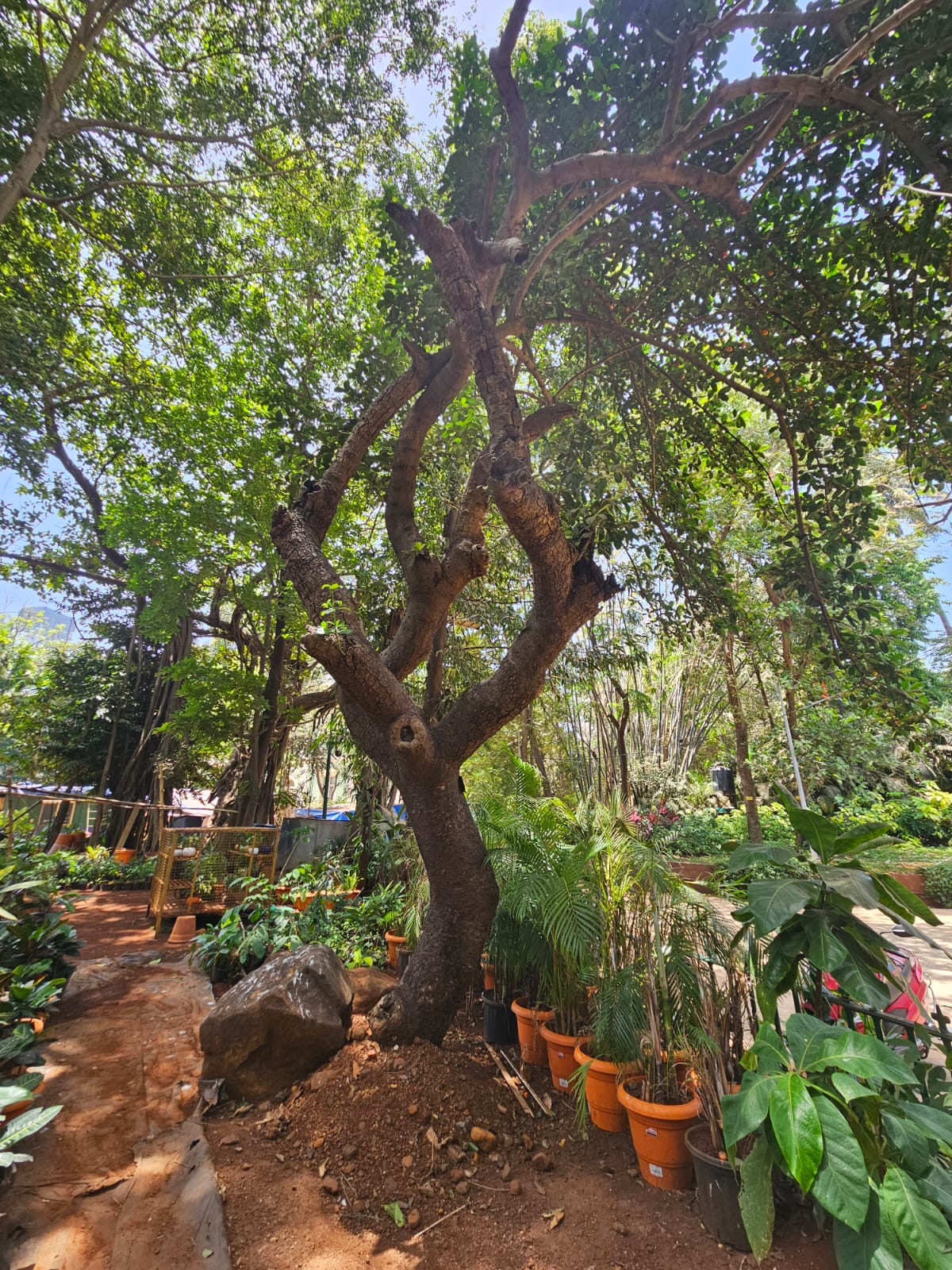 Tree image 1