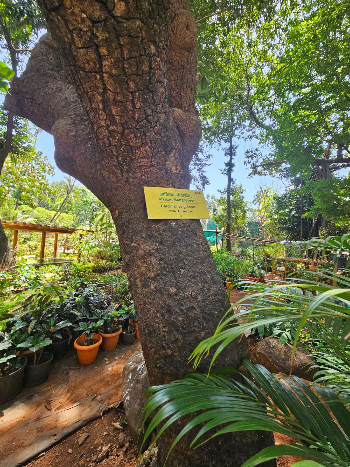 Tree image 2