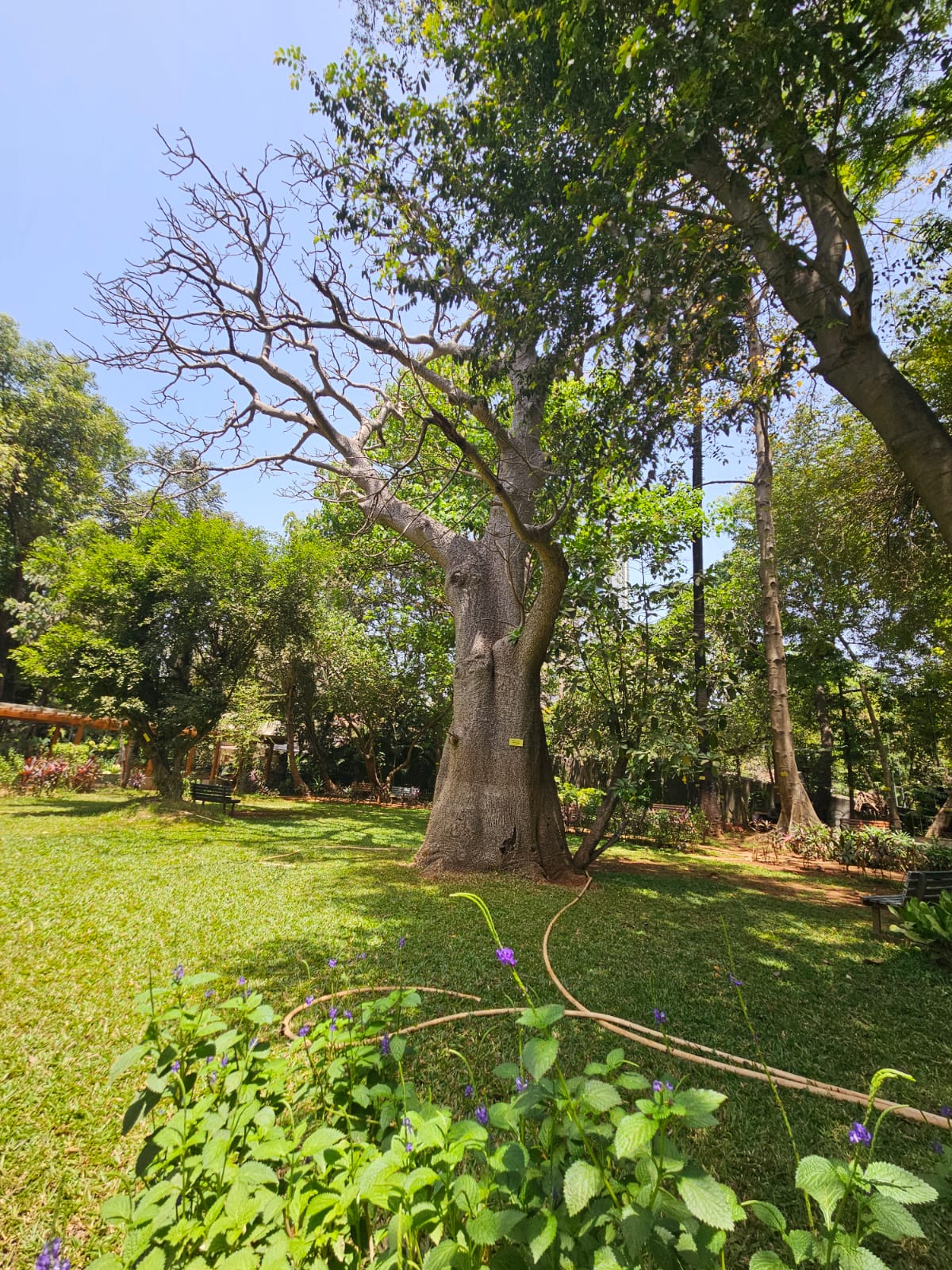 Tree image 1