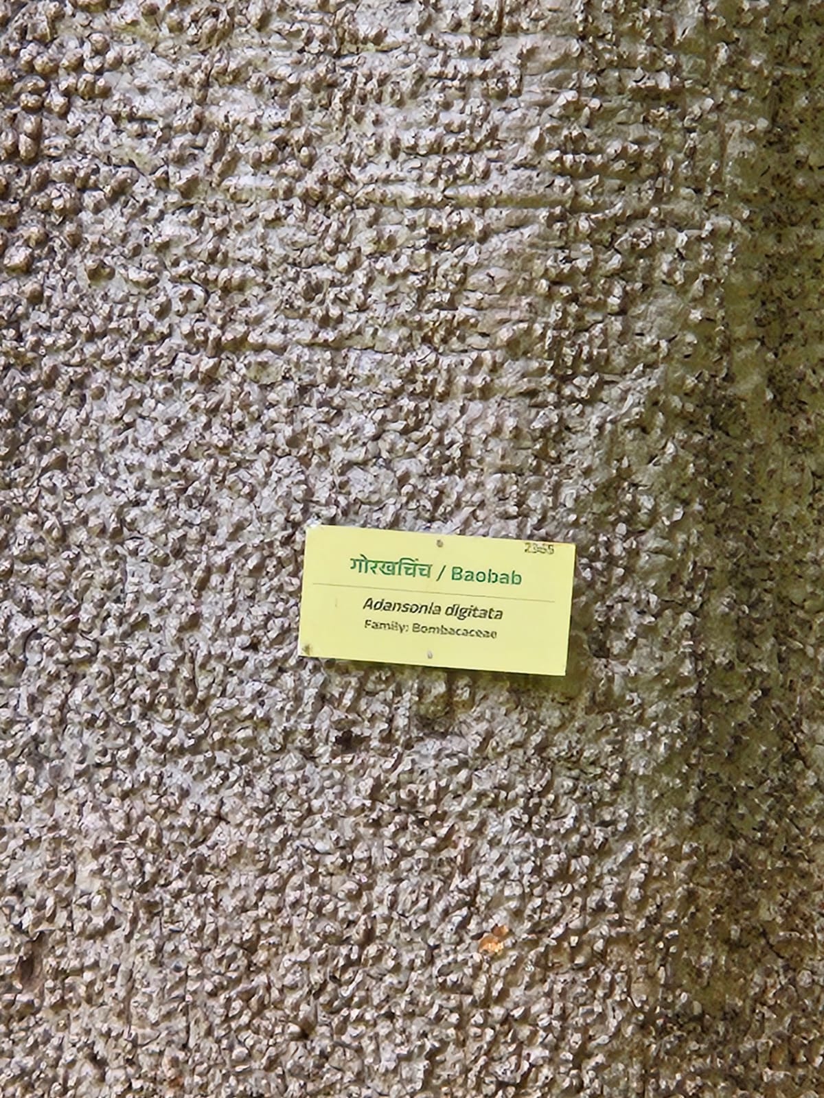 Tree image 2