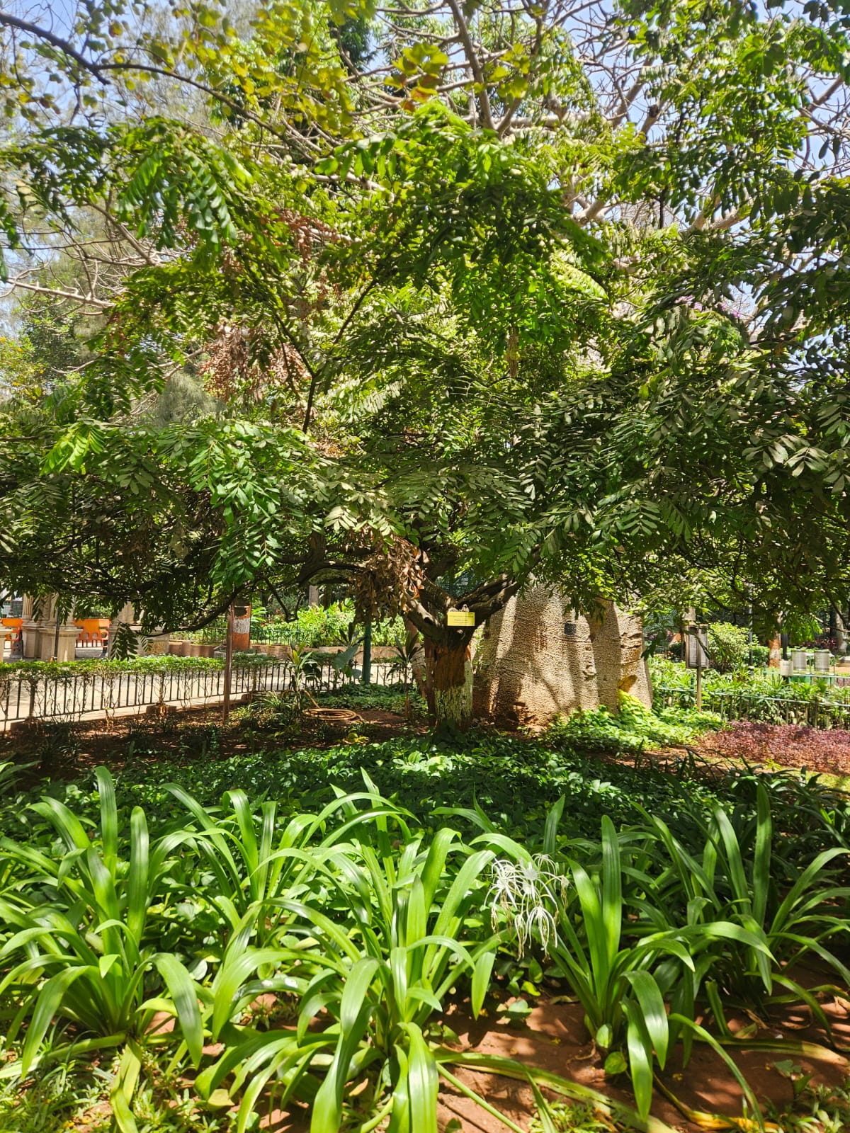 Tree image 1
