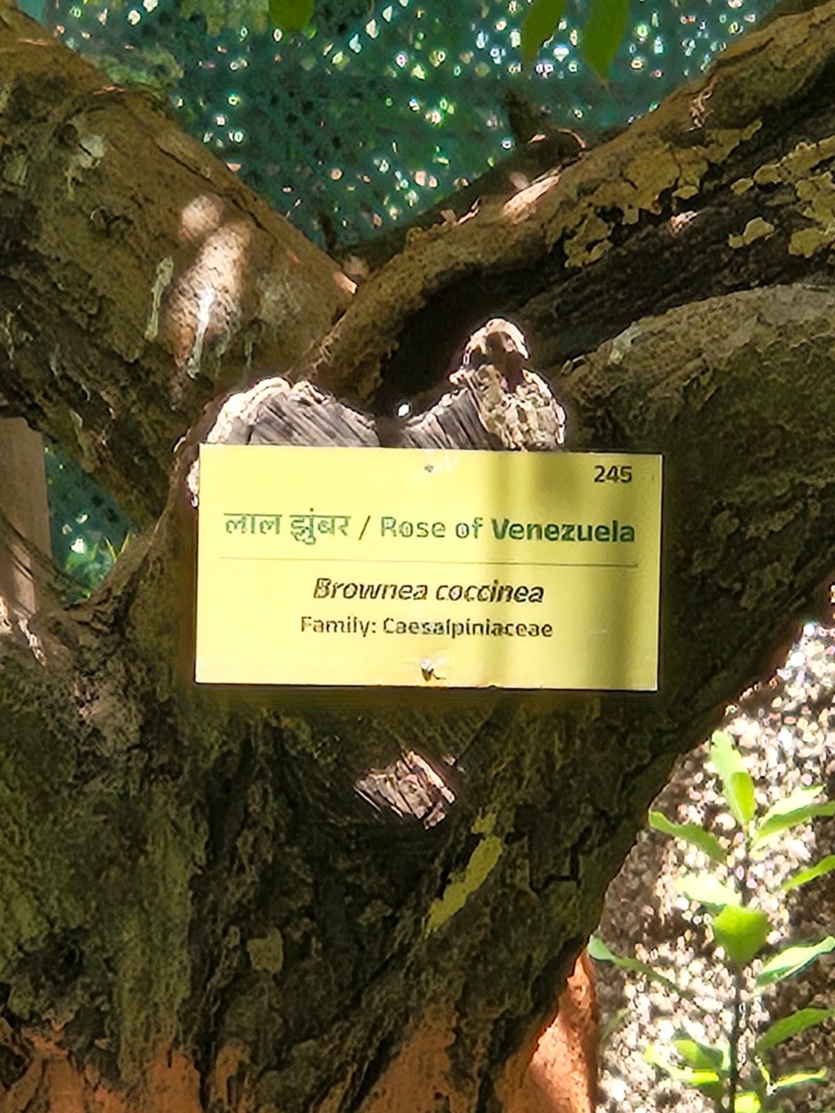 Tree image 2
