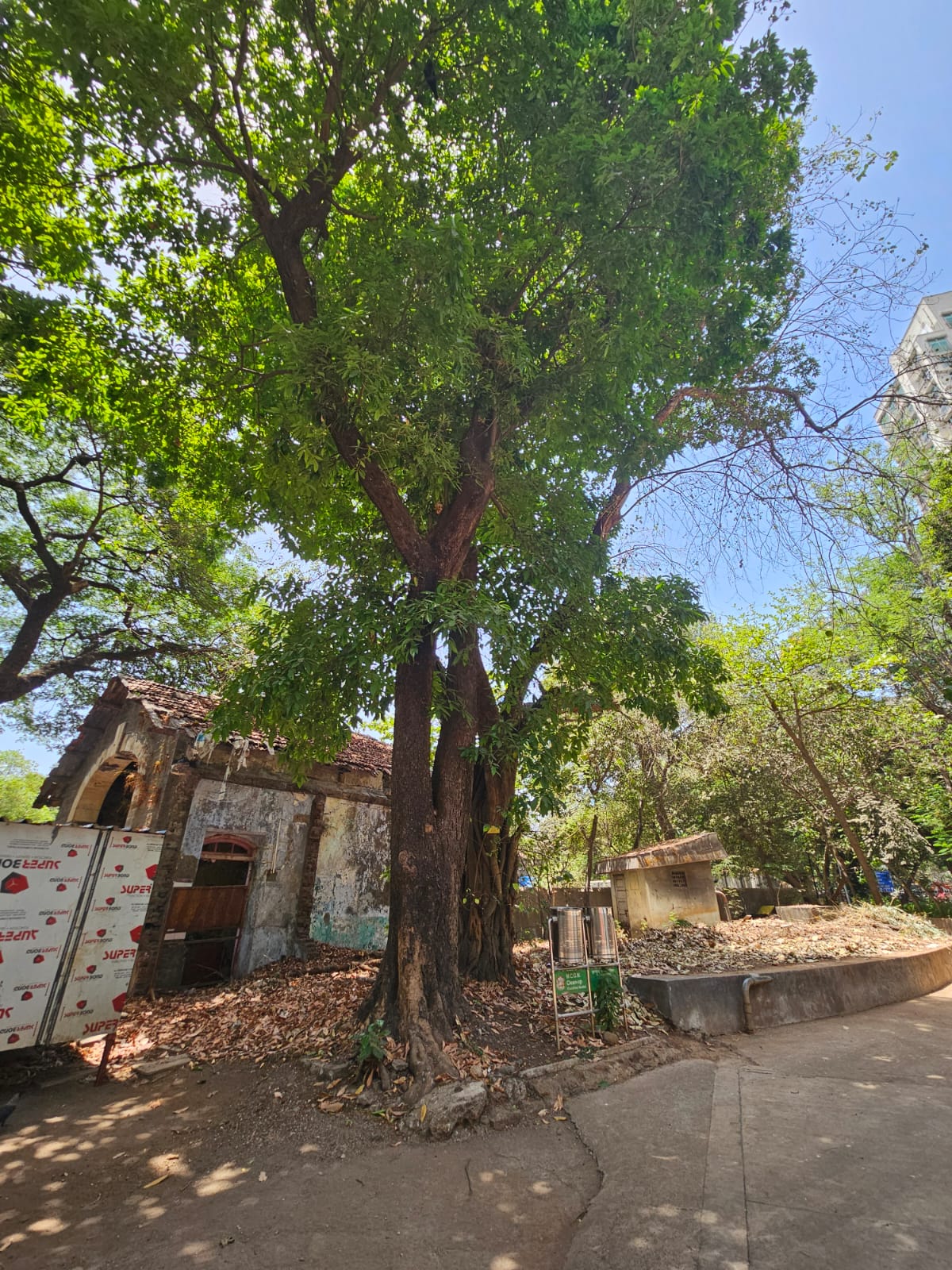 Tree image 1