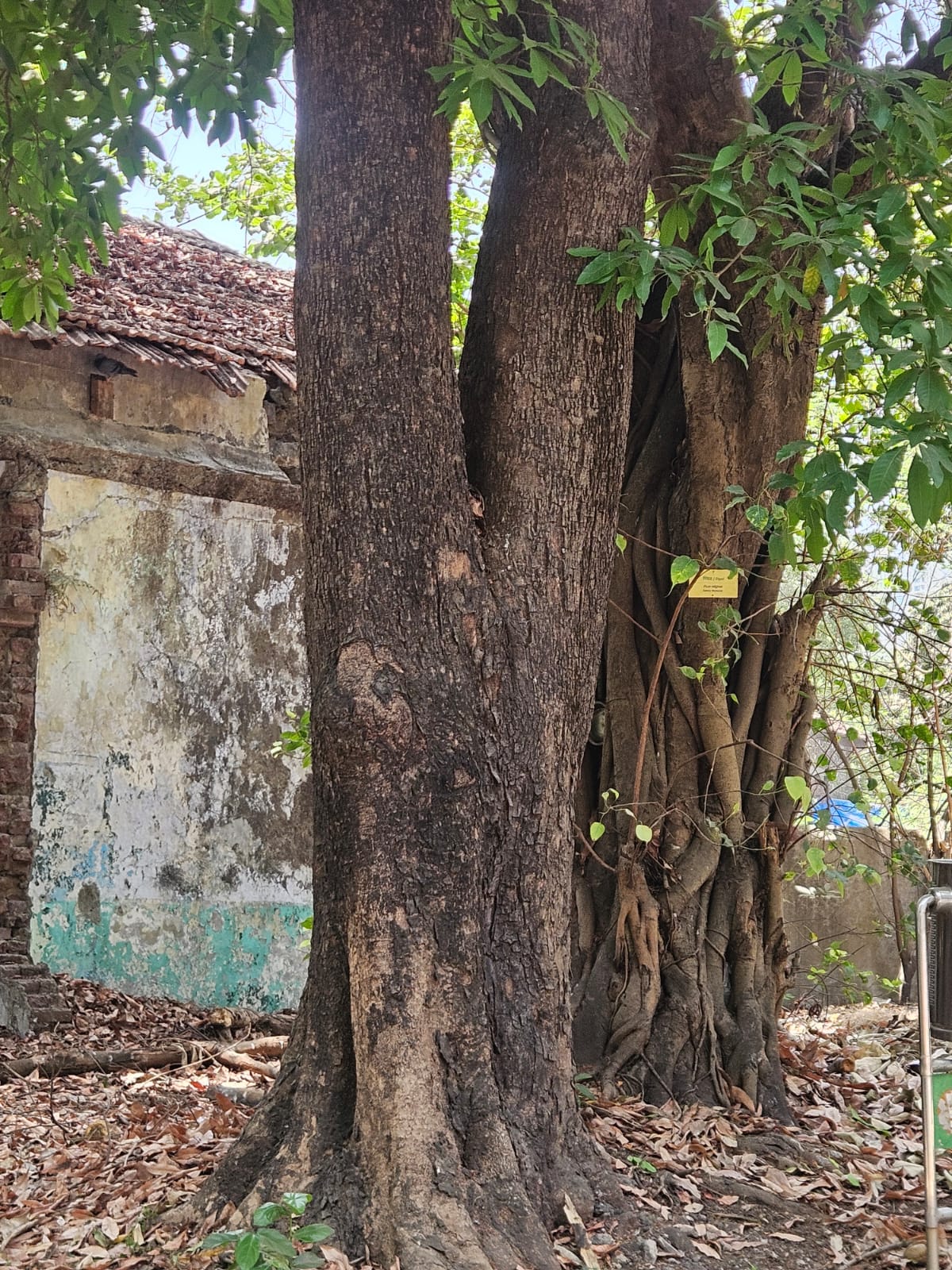 Tree image 2