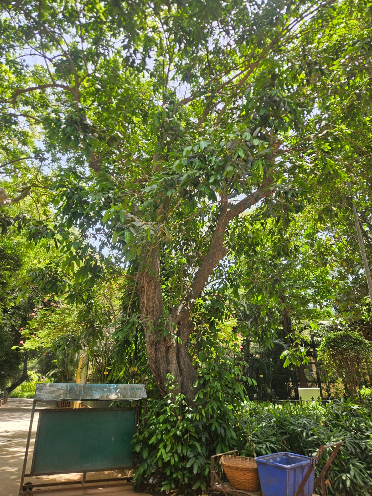 Tree image 1