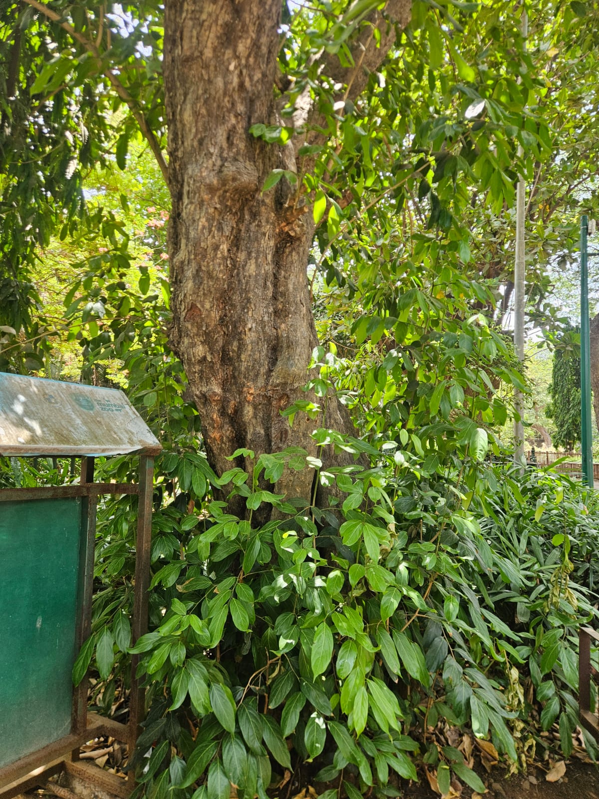 Tree image 2