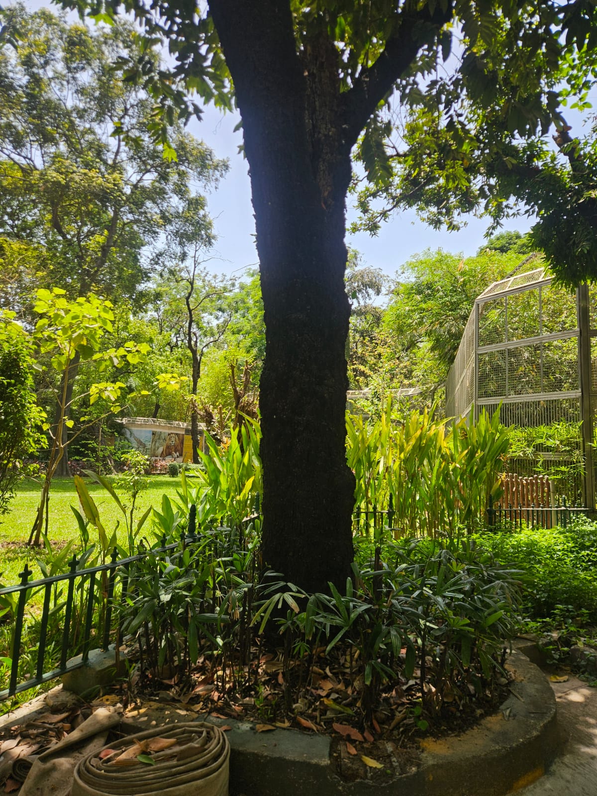 Tree image 1