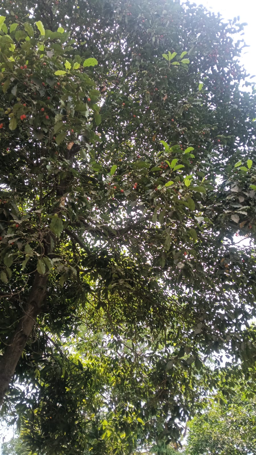 Tree image 2