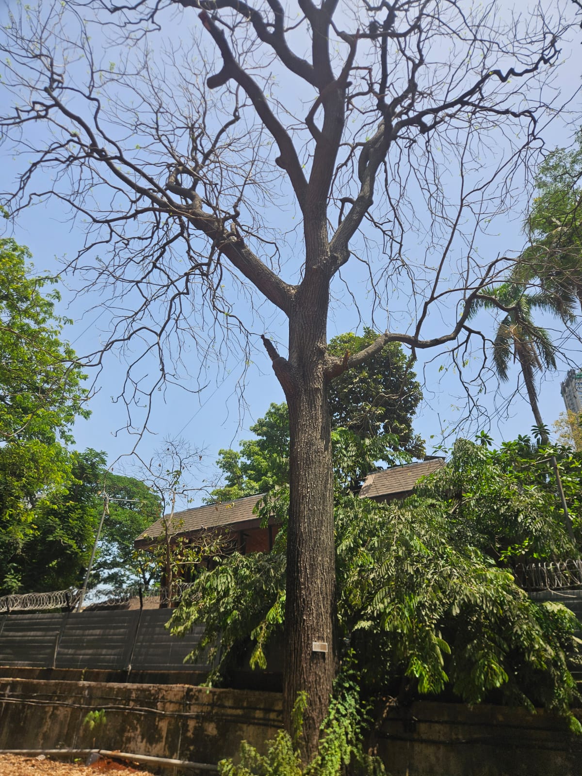 Tree image 1