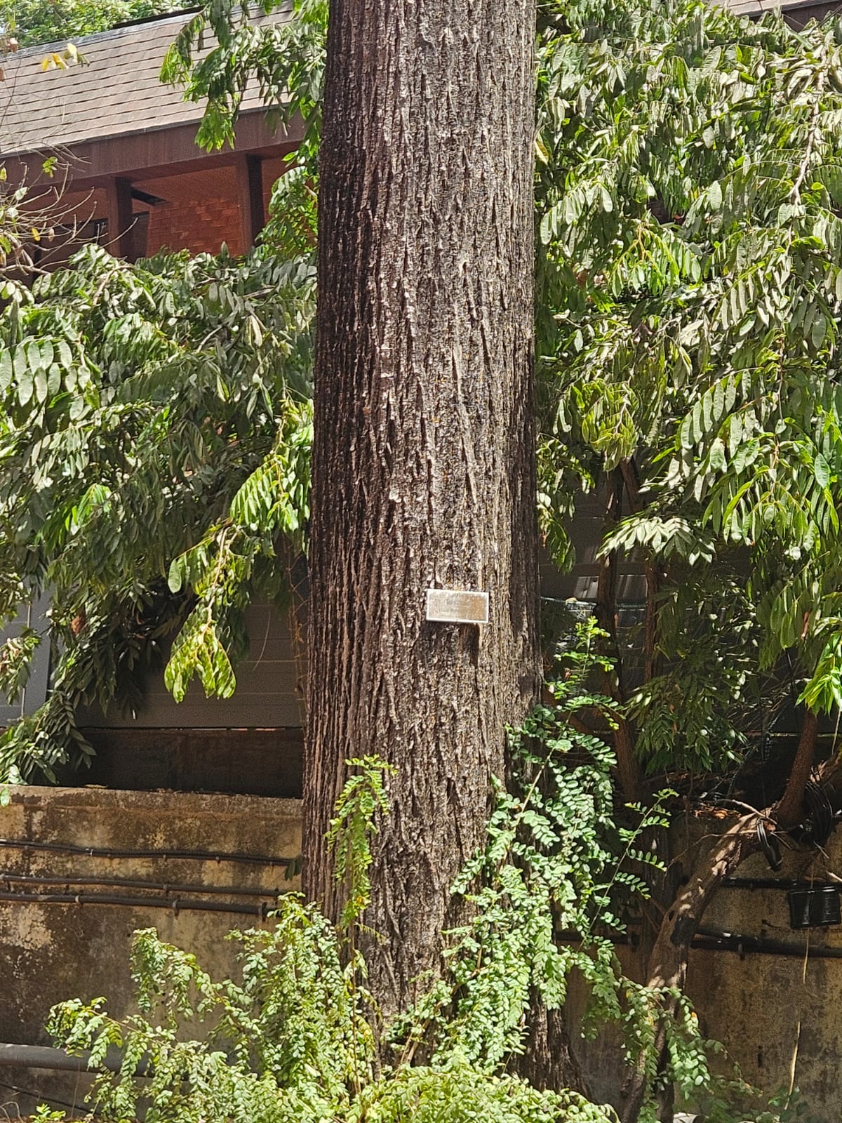 Tree image 2